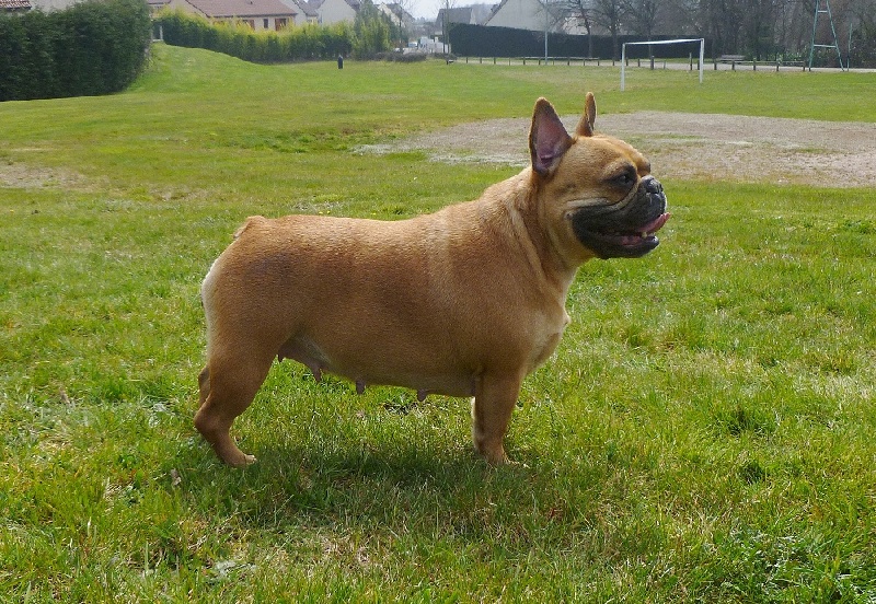 Tous les matins du monde Danse pour ginger