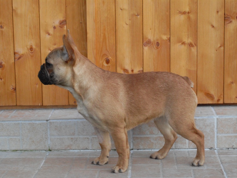 Tous les matins du monde Danse pour ginger