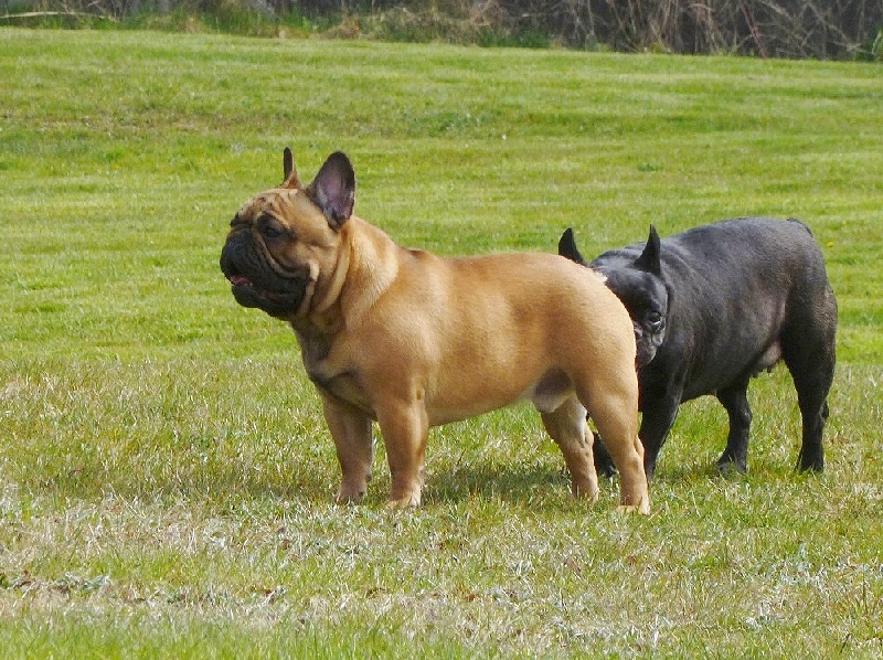 Hiago de colin et coline